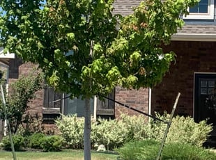 Weeding by Leray Thornton for Michael P. in Mustang, OK