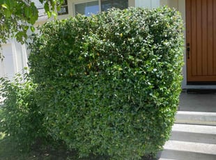 Bush Trimming by Ryan Martinovich for Albert P. in Santa Rosa, CA