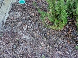 Weeding by James Stuckey for Austin B. in Ocoee, FL