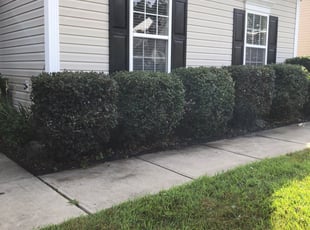 Bush Trimming by James Mullins for Dominique B. in Huntersville, NC