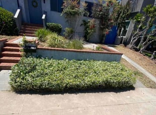 Bush Trimming by Trevor Wood for Tiffany K. in San Diego, CA