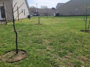 JMarie O.'s Lawn Mowing service result