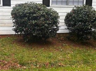 Bush Trimming by Elijah Davis for Chris S. in Douglasville, GA