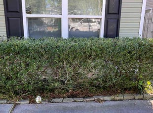 Bush Trimming by Antonio Simmons for Kimberly A. in Chesapeake, VA