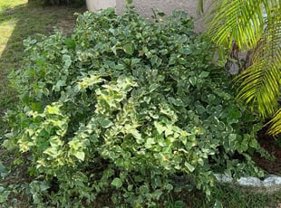 Bush Trimming by William Harvey for Durante M. in Davenport, FL