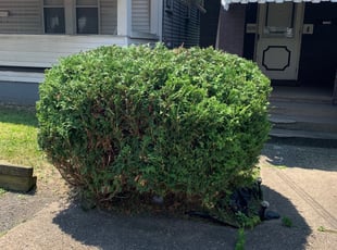 Bush Trimming by Jonathan Griser for Jarrell J. in McKeesport, PA