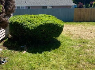 Bush Trimming by Josh Roth for Erica R. in Vancouver, WA