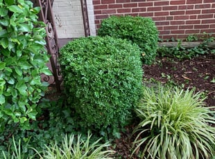 Bush Trimming by Charles Hynson for Stacie A. in Baltimore, MD