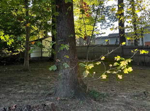 Leaf Removal by Angel P. for Monica W. in West Springfield, VA