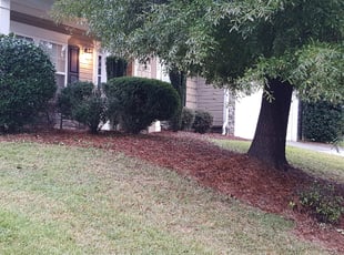 Bush Trimming by Clyde Davis for Danielle R. in 3, Steele Creek, NC