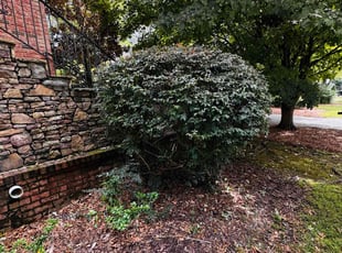 Bush Trimming by Victor Martinez for John D. in Atlanta, GA
