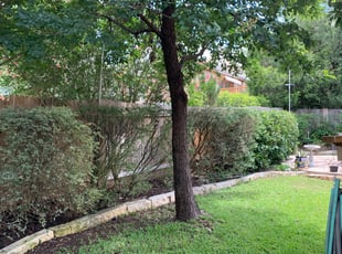 Bush Trimming by Aldo Mancha for Tom O. in San Antonio, TX
