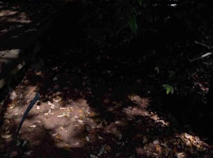 Leaf Removal by Mario Castro for Clint S. in Arlington, TX