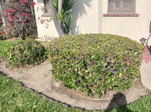 Uneki B.'s Weeding service result