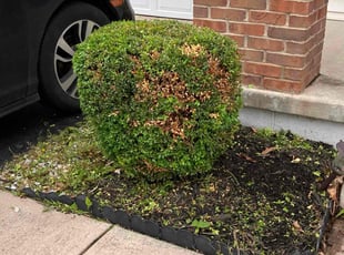 Bush Trimming by Daniel Bunch for Prathyusha A. in Dublin, OH