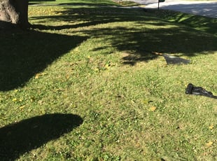 Leaf Removal by Terrance Davis for Heather S. in Brown Deer, WI