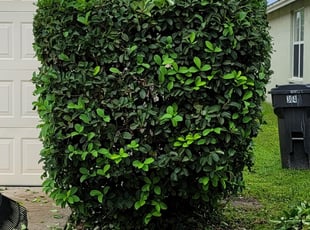 Bush Trimming by Cari Butler for Salvador C. in Ruskin, FL