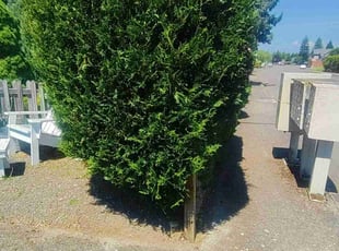 Bush Trimming by Ken Pearson for Heidi R. in Vancouver, WA