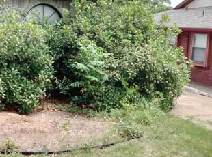 Leaf Removal by Shawn Roberts for Greg H. in Grapevine, TX