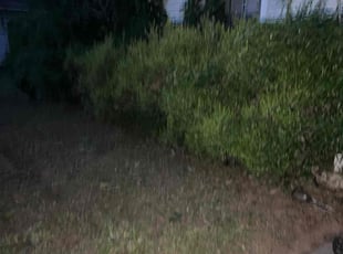 Bush Trimming by Ernso Sincere for Monica H. in Tallahassee, FL