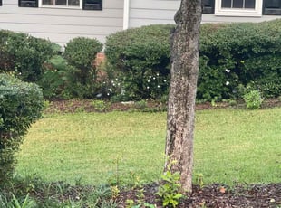 Weeding by Derrick Crudup for Billy W. in Raleigh, NC