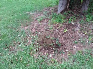 Bush Trimming by Jerry Gross for Layan D. in Snellville, GA