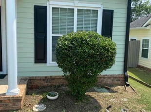 Erika S.'s Bush Trimming service result