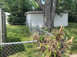Bush Trimming by Randolph Tatum for Phyllis T. in Milwaukee, WI