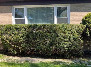 Bush Trimming by Brooke Ardoin for Leroy B. in Lombard, IL
