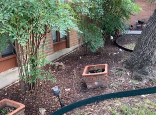 Leaf Removal by Aldo Mancha for Alexis V. in San Antonio, TX