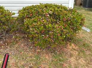 Bush Trimming by Amanda Carter for Kevyn B. in Clayton, NC