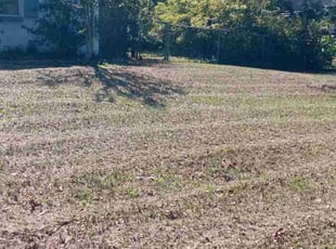 Leaf Removal by Andrew Bacon for Sheila W. in Tampa, FL