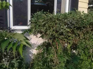 Bush Trimming by Tim Martin for Debra Lynn L. in Minneapolis, MN