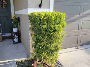 Bush Trimming by Carlos Martinez for Wesley T. in Davenport, FL