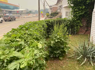 Bush Trimming by Harold Rogers for Sammi J. in Bridgeport, CT