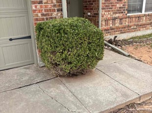 Bush Trimming by Arlyn Franco for Kim H. in Norman, OK