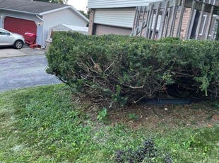 Bush Trimming by Jess June for Charles T. in Madison, WI