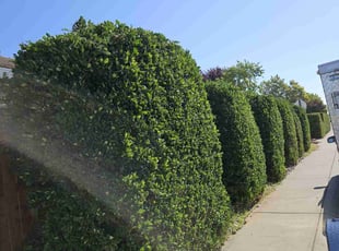 Bush Trimming by Juan Rodriguez for Inna P. in Sacramento, CA