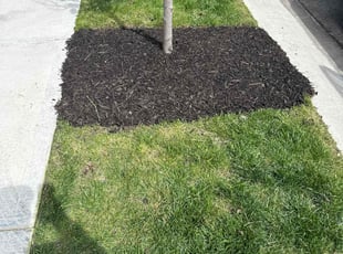 Landscaping by Luis Contreras for Rukaiya Y. in Carmel, IN