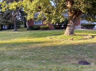 Leaf Removal by Douglas Morton for Emelda D. in Southfield, MI