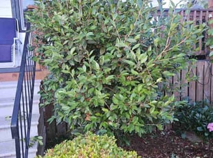 Bush Trimming by Shannon Schwittau for kole p. in Portland, OR