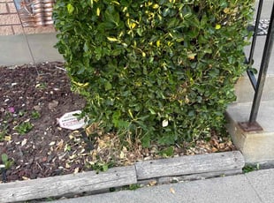 Jessica B.'s Bush Trimming service result