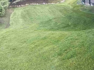 Khyati Z.'s Yard Cutting service result