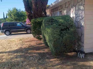 Bush Trimming by Alicia Joanna Narayan for Vincent M. in Sacramento, CA