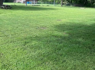 Ulla C.'s Lawn Maintenance service result