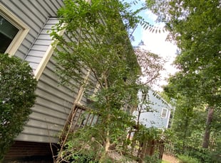 Bush Trimming by Nick Halferty for Bruce L. in Raleigh, NC
