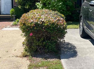 Bush Trimming by Derek Walker for Phillip G. in Virginia Beach, VA