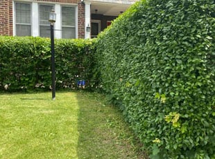 Bush Trimming by Curt Woods for Jill C. in Philadelphia, PA