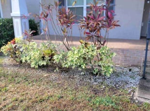 Weeding by Carlos Hernandez for Marina B. in Tampa, FL