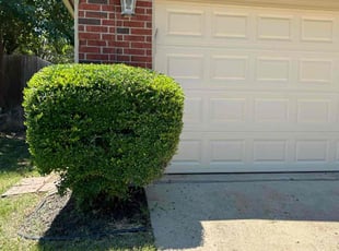 Bush Trimming by Osmin Salvador for Andres G. in Wylie, TX